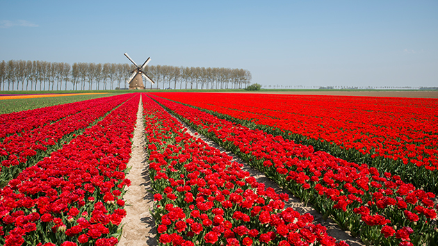 A field of tulips in Holland
