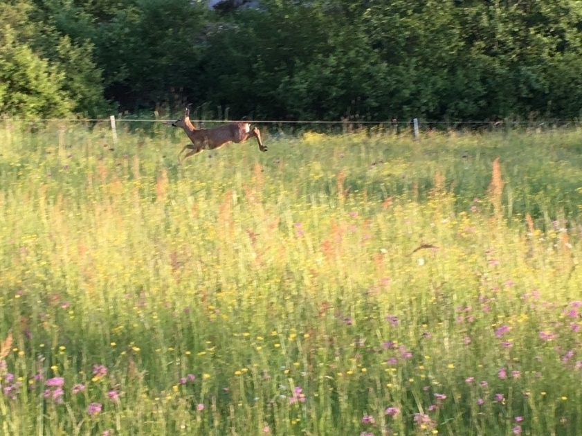 in the rustling grass i see him pass